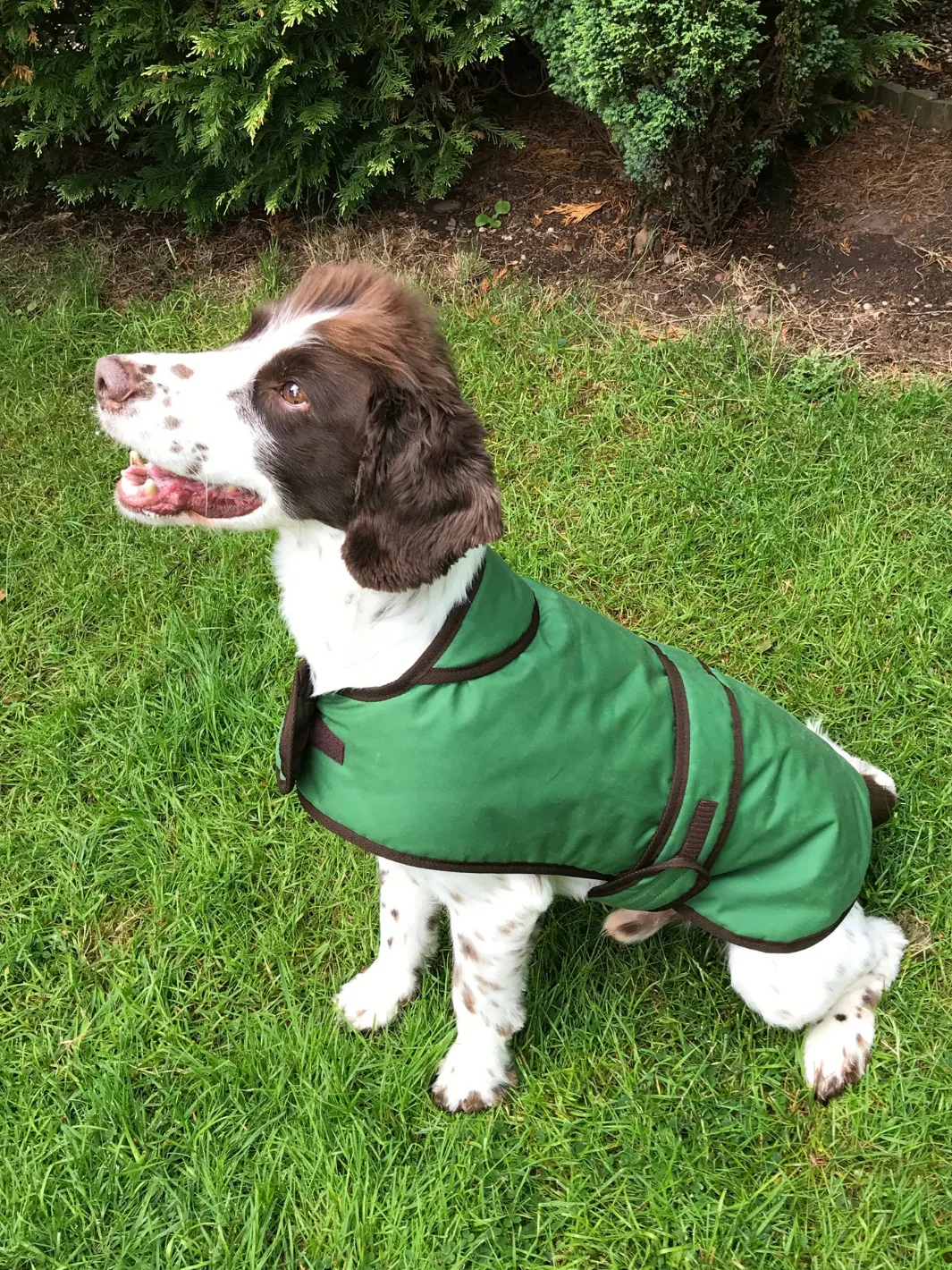 Dog Coat - Grass Green Wax